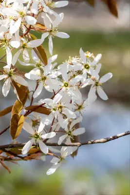 Amelanchier lamarckii (Amerikaans krentenboompje) - afbeelding 26