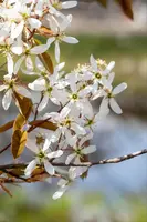 Amelanchier lamarckii (Amerikaans krentenboompje) - afbeelding 26