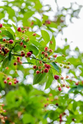 Amelanchier lamarckii (Amerikaans krentenboompje) - afbeelding 39