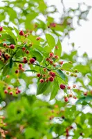 Amelanchier lamarckii (Amerikaans krentenboompje) - afbeelding 39
