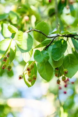 Amelanchier lamarckii (Amerikaans krentenboompje) - afbeelding 41
