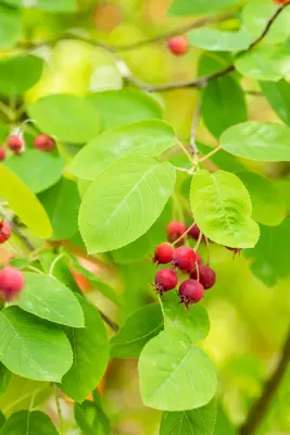 Amelanchier lamarckii (Amerikaans krentenboompje) - afbeelding 44
