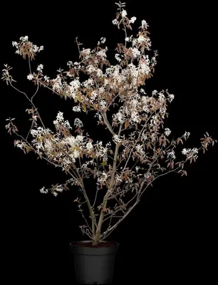 Amelanchier lamarckii (Amerikaans krentenboompje) - afbeelding 11
