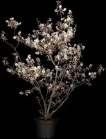 Amelanchier lamarckii (Amerikaans krentenboompje) - afbeelding 11