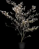 Amelanchier lamarckii (Amerikaans krentenboompje) - afbeelding 10