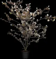 Amelanchier lamarckii (Amerikaans krentenboompje) - afbeelding 9