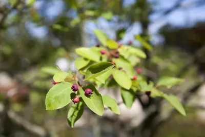 Amelanchier lamarckii (Amerikaans krentenboompje) - afbeelding 4