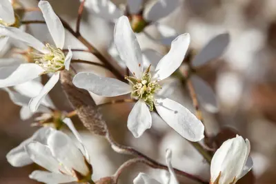 Amelanchier lamarckii (Amerikaans krentenboompje) - afbeelding 5