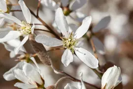 Amelanchier lamarckii (Amerikaans krentenboompje) - afbeelding 5