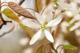 Amelanchier lamarckii (Amerikaans krentenboompje) - afbeelding 6