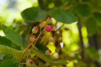 Amelanchier lamarckii (Amerikaans krentenboompje) - afbeelding 8