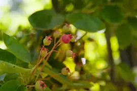 Amelanchier lamarckii (Amerikaans krentenboompje) - afbeelding 8