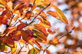 Amelanchier lamarckii (Amerikaans krentenboompje) - afbeelding 12