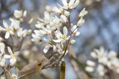 Amelanchier lamarckii (Amerikaans krentenboompje) - afbeelding 14