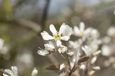 Amelanchier lamarckii (Amerikaans krentenboompje) - afbeelding 15