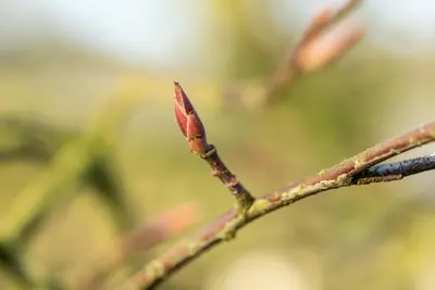 Amelanchier lamarckii (Amerikaans krentenboompje) - afbeelding 16