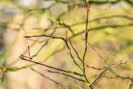 Amelanchier lamarckii (Amerikaans krentenboompje) - afbeelding 17