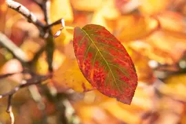 Amelanchier lamarckii (Amerikaans krentenboompje) - afbeelding 18