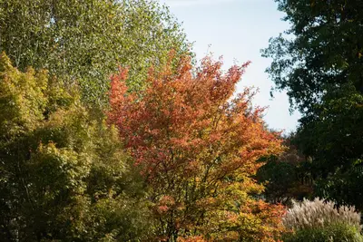 Amelanchier lamarckii (Amerikaans krentenboompje) - afbeelding 19