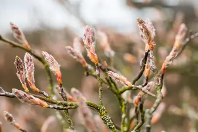 Amelanchier lamarckii (Amerikaans krentenboompje) - afbeelding 20