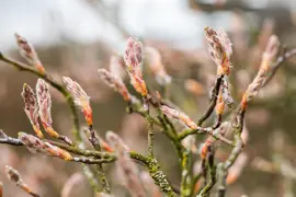 Amelanchier lamarckii (Amerikaans krentenboompje) - afbeelding 20