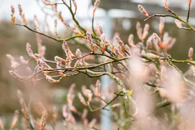 Amelanchier lamarckii (Amerikaans krentenboompje) - afbeelding 21
