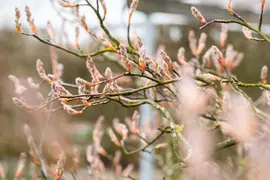 Amelanchier lamarckii (Amerikaans krentenboompje) - afbeelding 21