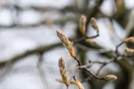 Amelanchier lamarckii (Amerikaans krentenboompje) - afbeelding 22