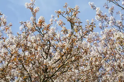 Amelanchier lamarckii (Amerikaans krentenboompje) - afbeelding 23