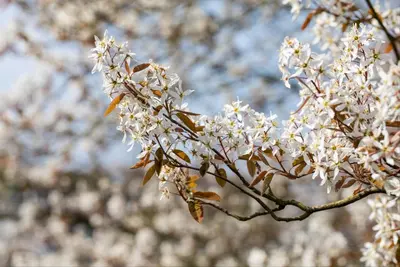 Amelanchier lamarckii (Amerikaans krentenboompje) - afbeelding 24