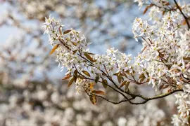 Amelanchier lamarckii (Amerikaans krentenboompje) - afbeelding 24