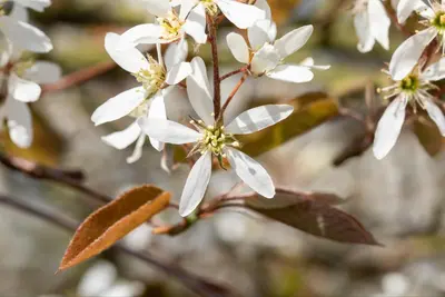 Amelanchier lamarckii (Amerikaans krentenboompje) - afbeelding 25