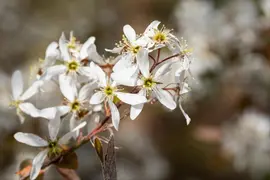 Amelanchier lamarckii (Amerikaans krentenboompje) - afbeelding 27