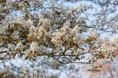 Amelanchier lamarckii (Amerikaans krentenboompje) - afbeelding 28