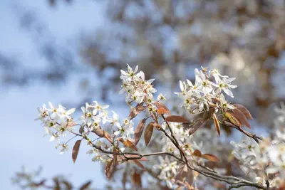 Amelanchier lamarckii (Amerikaans krentenboompje) - afbeelding 29