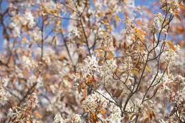 Amelanchier lamarckii (Amerikaans krentenboompje) - afbeelding 30