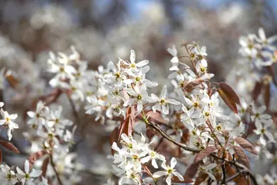 Amelanchier lamarckii (Amerikaans krentenboompje) - afbeelding 31