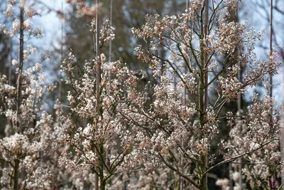 Amelanchier lamarckii (Amerikaans krentenboompje) - afbeelding 32