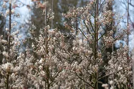 Amelanchier lamarckii (Amerikaans krentenboompje) - afbeelding 32
