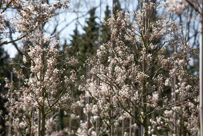 Amelanchier lamarckii (Amerikaans krentenboompje) - afbeelding 33