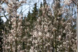 Amelanchier lamarckii (Amerikaans krentenboompje) - afbeelding 33