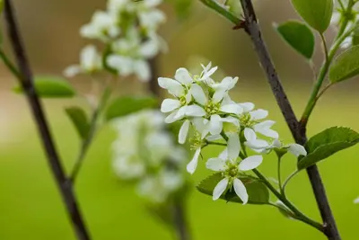 Amelanchier lamarckii (Amerikaans krentenboompje) - afbeelding 34
