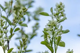 Amelanchier lamarckii (Amerikaans krentenboompje) - afbeelding 35