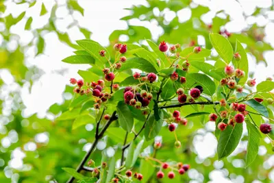 Amelanchier lamarckii (Amerikaans krentenboompje) - afbeelding 38