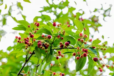 Amelanchier lamarckii (Amerikaans krentenboompje) - afbeelding 40