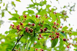 Amelanchier lamarckii (Amerikaans krentenboompje) - afbeelding 40