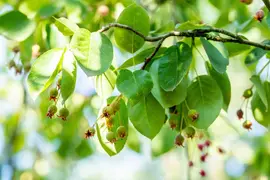 Amelanchier lamarckii (Amerikaans krentenboompje) - afbeelding 42