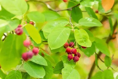 Amelanchier lamarckii (Amerikaans krentenboompje) - afbeelding 43