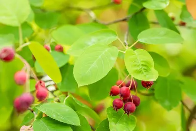 Amelanchier lamarckii (Amerikaans krentenboompje) - afbeelding 45