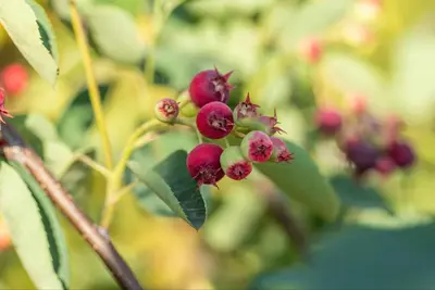 Amelanchier lamarckii (Amerikaans krentenboompje) - afbeelding 46